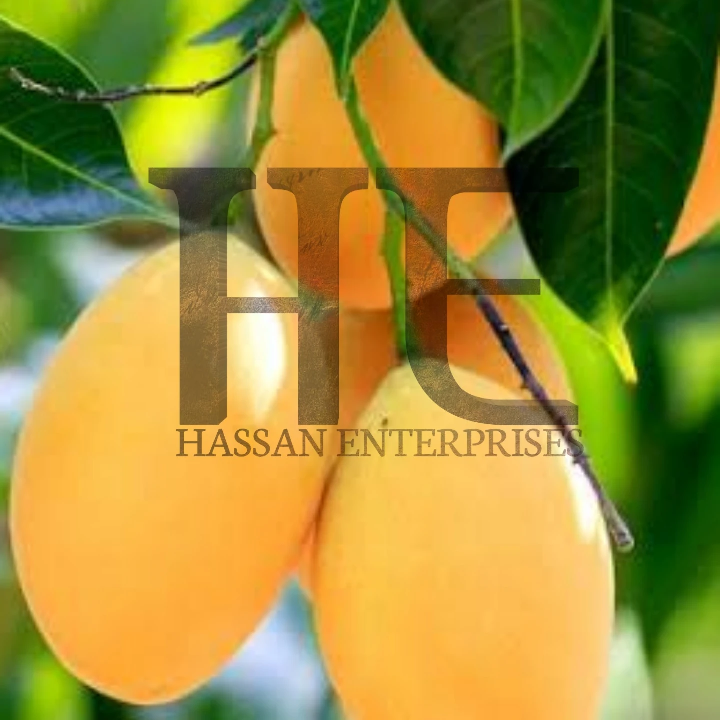 Mango Sindhri Fresh from Pakistan ( Special Export Quality) 100 % Natural