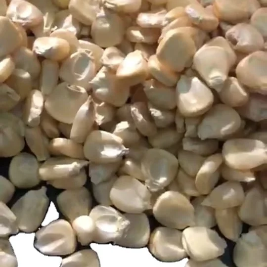 Bulk Quantity Best quality white Non Gmo  maize for export