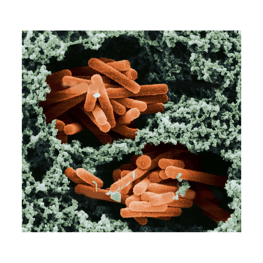 
Feed Additives Probiotics Lactobacillus Bulgaricus - Zealmax Biopharma 