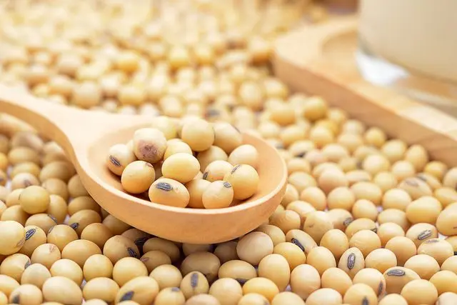 
yellow soybean/soya bean 