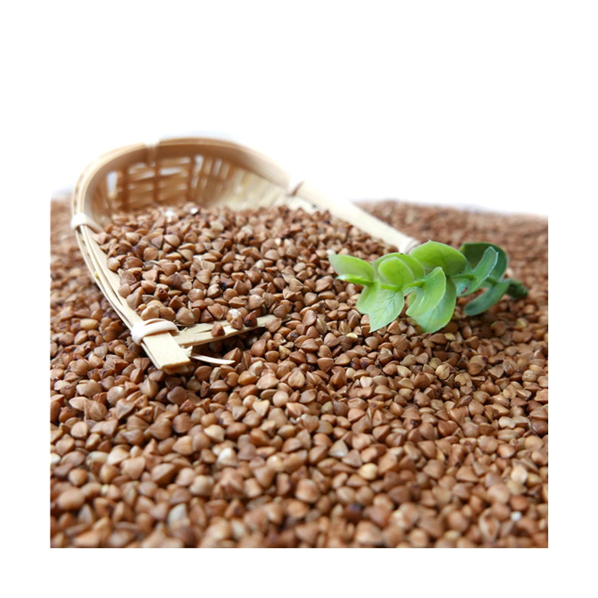 OEM Premium Grade Wholesale Flavors Buckwheat Tea Yellow Black Buckwheat