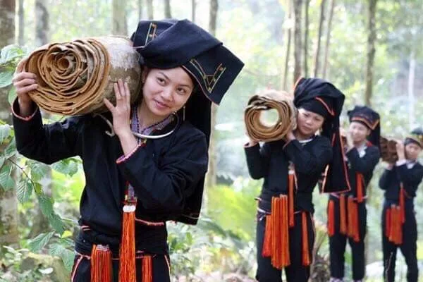 VIETNAM CINNAMON STICK best PRICE CINNAMON/CASSIA AND SPLIT CASSIA