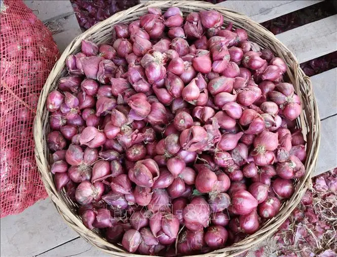  Новый Урожай шалотов лук размер 30 - 50 мм круглый из Вьетнама-МС Софи + 84 901 022 641