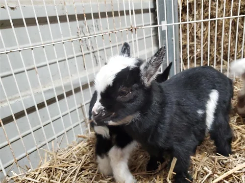 Nigerian Dwarf, Nubian,Goats,cow,camel,sheep,goat,ox,bull