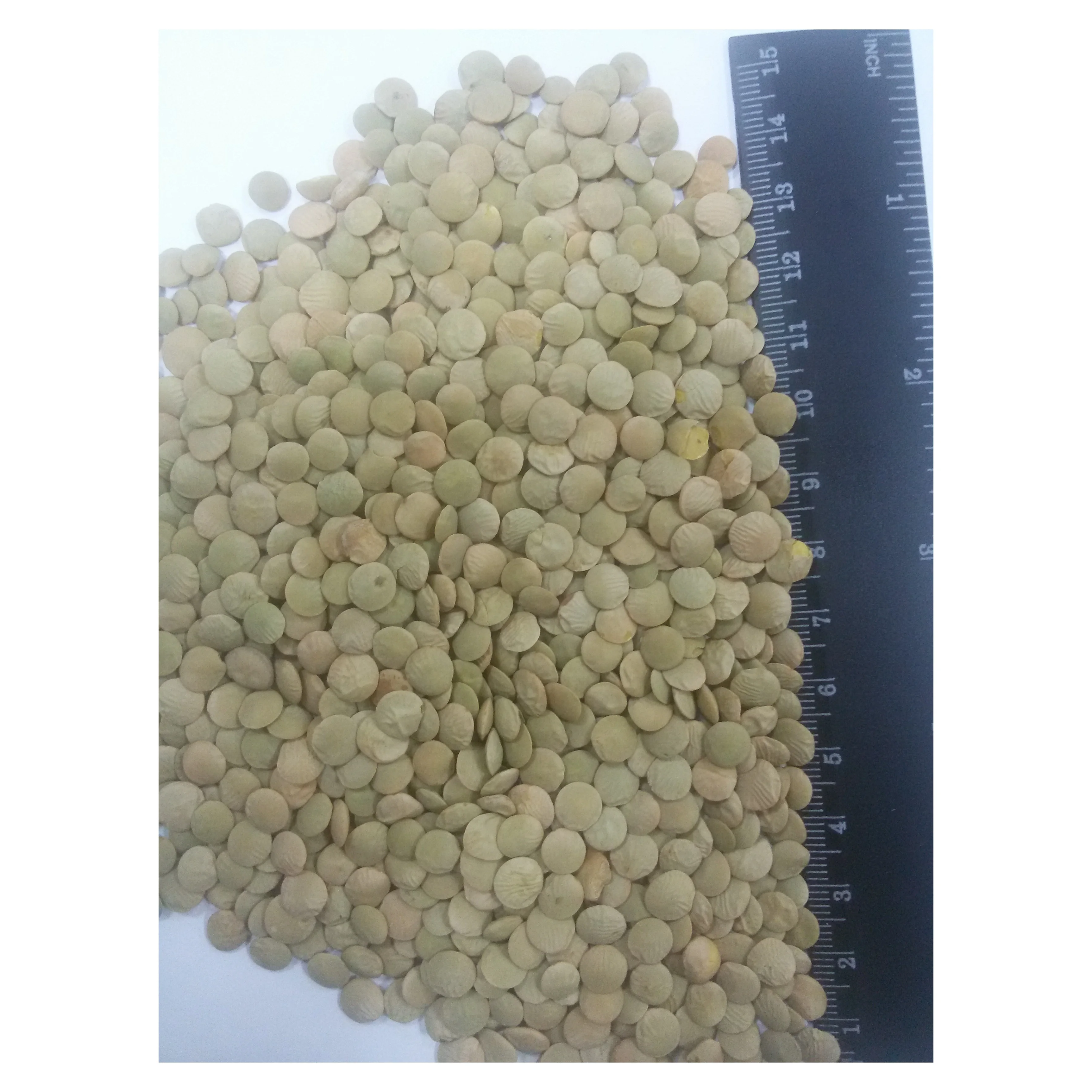 
Green lentils for human consumption 