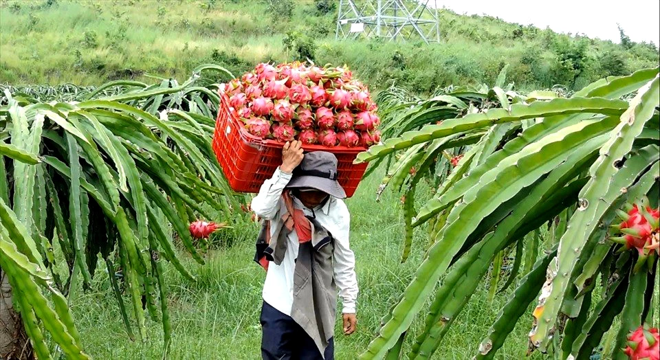 VIETNAM DRAGON FRUITS GREAT APPEARANCE FOR TRADERS WHATSAPP WECHAT VIBER 0084326572671
