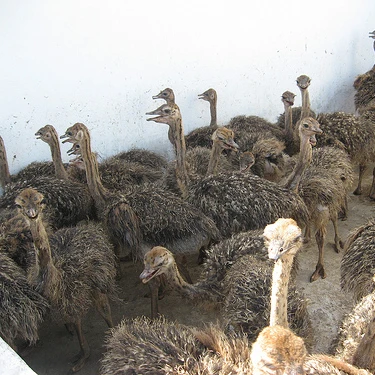 wholesale Quality Ostrich chicks and fertile ostrich eggs