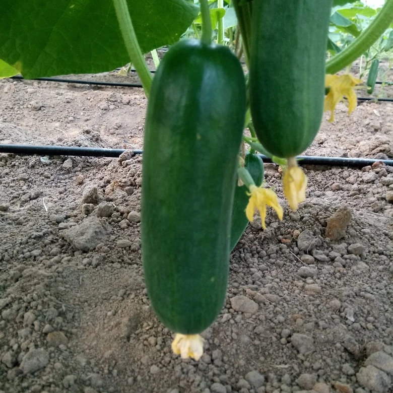 Cucumber for sale in whole seller price