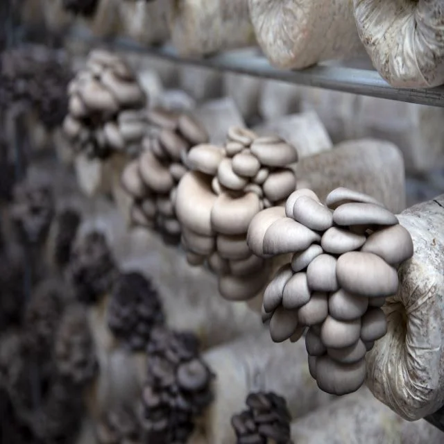 
Oyster Mushroom Spawn/logs/bags Supplier Chinese Factory with smart factory made 