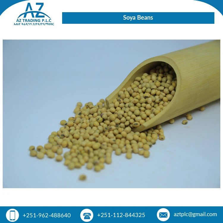 Свежая стильная Высококачественная соевая фасоль для обычного культивирования ручная сборка эфиопийский крем от надежного поставщика