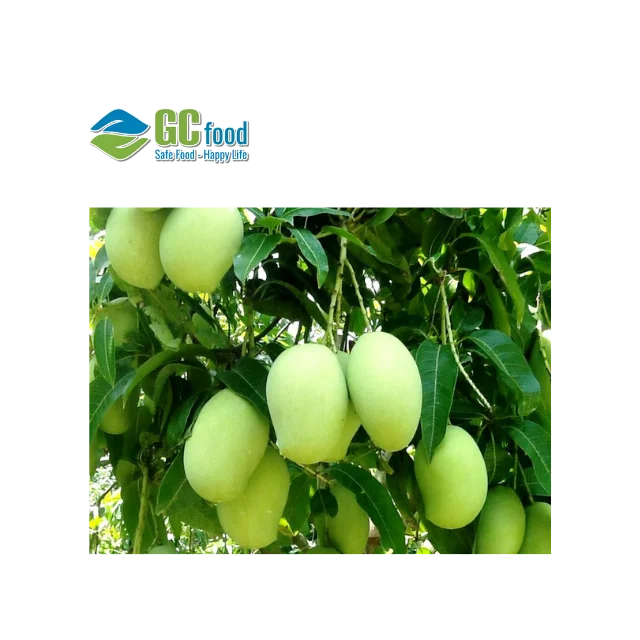 Высококачественные кубики из фруктов манго замороженные оптовая продажа Вьетнама-LC TT по предъявлении