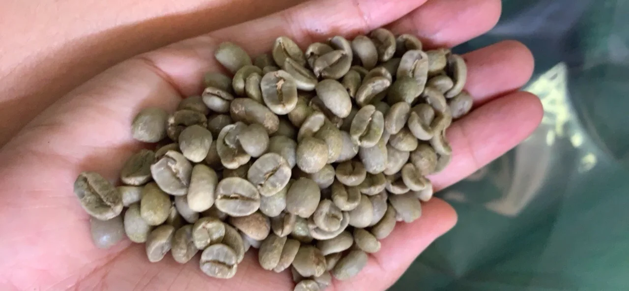 
AA Grade and Robusta Variety robusta coffee bean( 0084 989 322 607 whatsapp) 