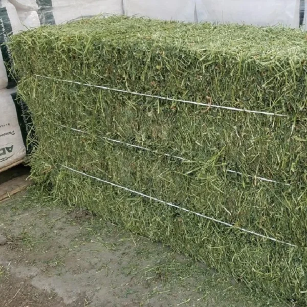 Оптовая продажа недорогой корм для крупного рогатого скота Альфальфа есть кормления