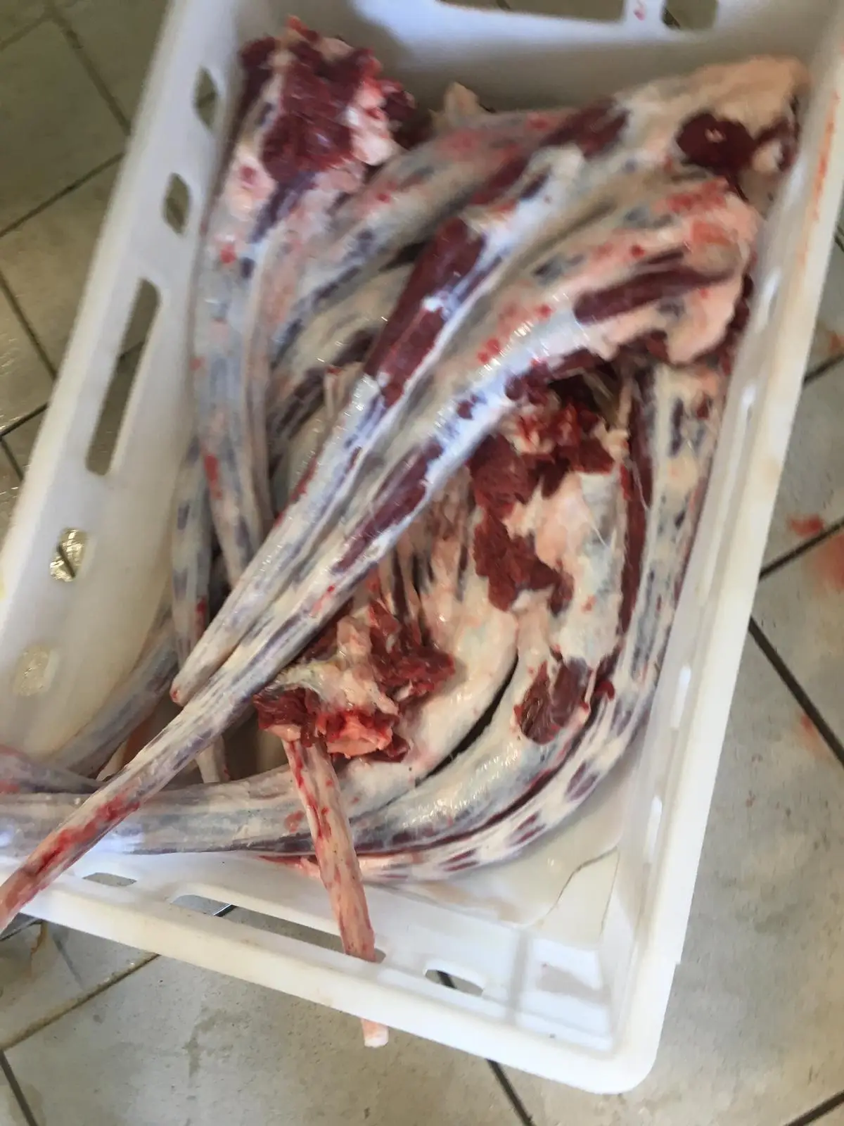 FRESH FROZEN BEEF TAIL PROCESSING FROZEN BEEF TAIL HIGH QUALITY A GRADE BEEF TAIL 20 KG BOX ORIGIN MONTENEGRO