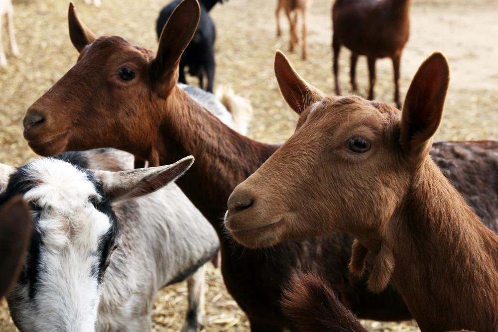 Итальянский capridor Экстра-возраста козье молоко сыр для ресторанов и супермаркетов