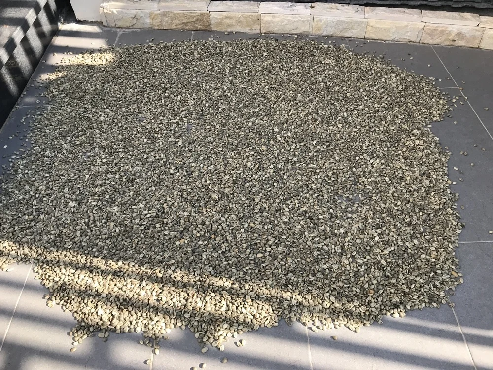 Vietnam Robusta Green Coffee Bean 100% Natural High standard