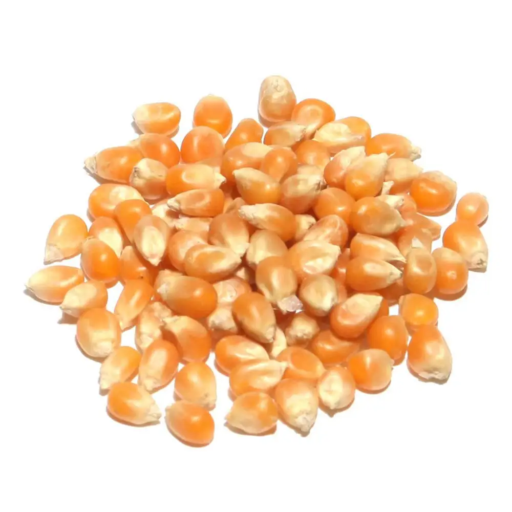 Wholesale Price Yellow Corn High Quality Yellow Maize Corn for Animal Feed Supplier.
