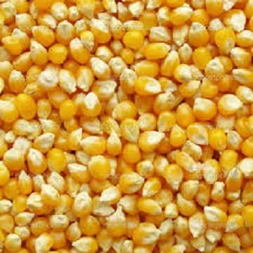 Желтая Кукуруза для кормления животных