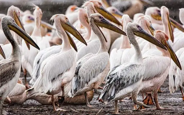 4 DAYS MAGNIFICENT LAKE NAKURU MASAI MARA SAFARI