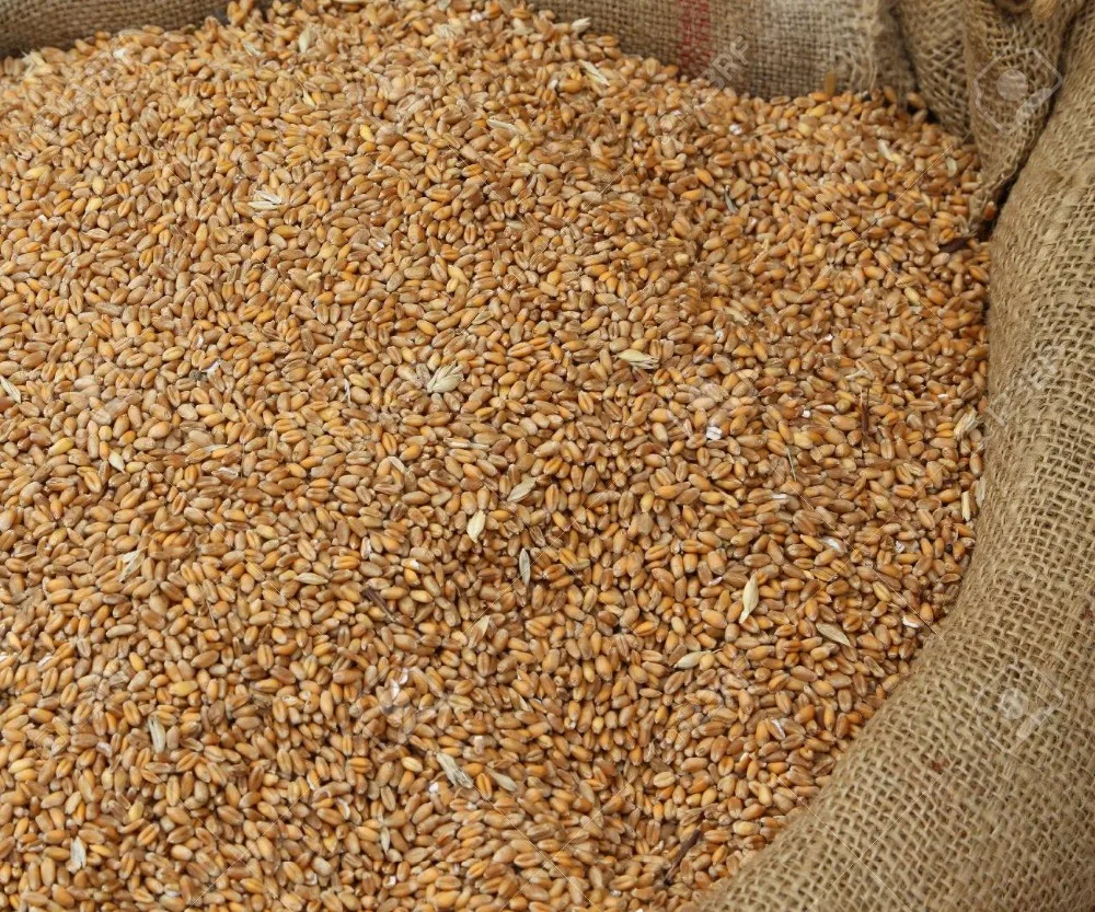 Кормовая пшеница оптовая продажа натуральная Органическая Пшеница первого класса для животных 50 кг в упаковке семена пшеницы