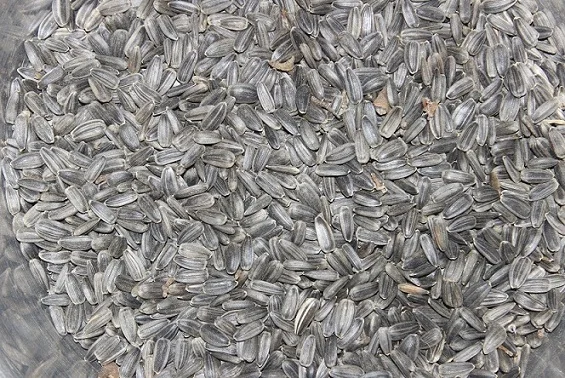 SUNFLOWER SEED BANGLADESH