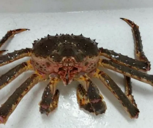 Красный королевский Краб из Аляски сертифицированный Королевский краб