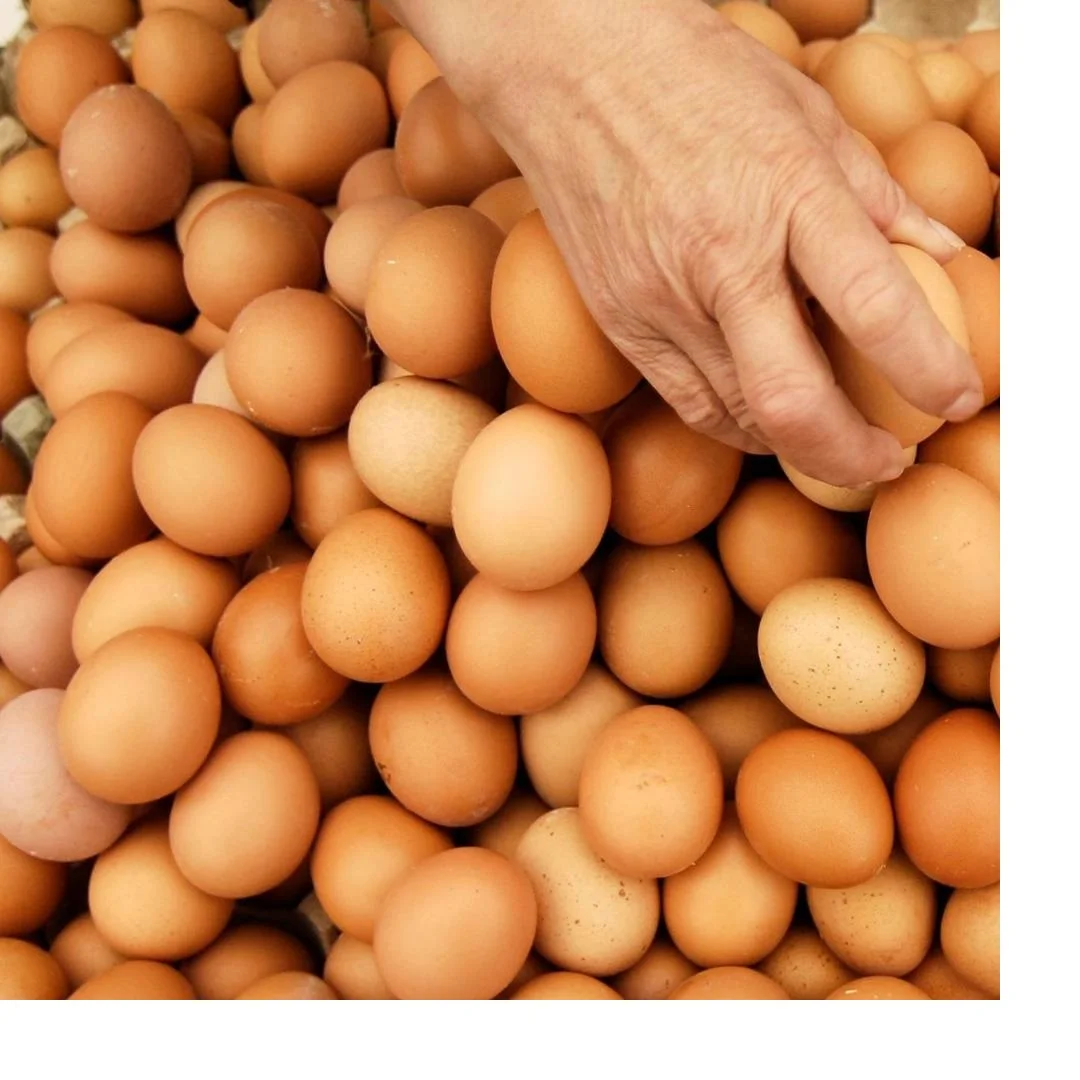 High Quality Fertile Hatching Chicken Egg/Fresh Chicken Table Eggs