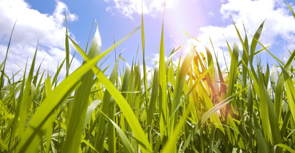 MSDM Sugarcane Molasses (Brix Min 75%) With Feed Grade 250KG Drums From Vietnam Gold Supplier