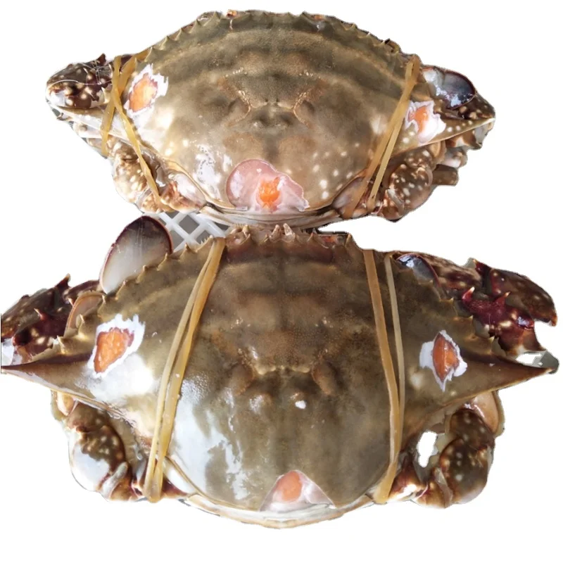 Wholesale Frozen Blue Swimming Crab Frozen Cut Crab Frozen Crab Meat