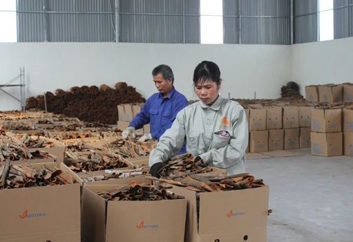 cassia powder Top product 100% Natural Dried Cinnamon powder made in Vietnam 2022 cinnamon oil