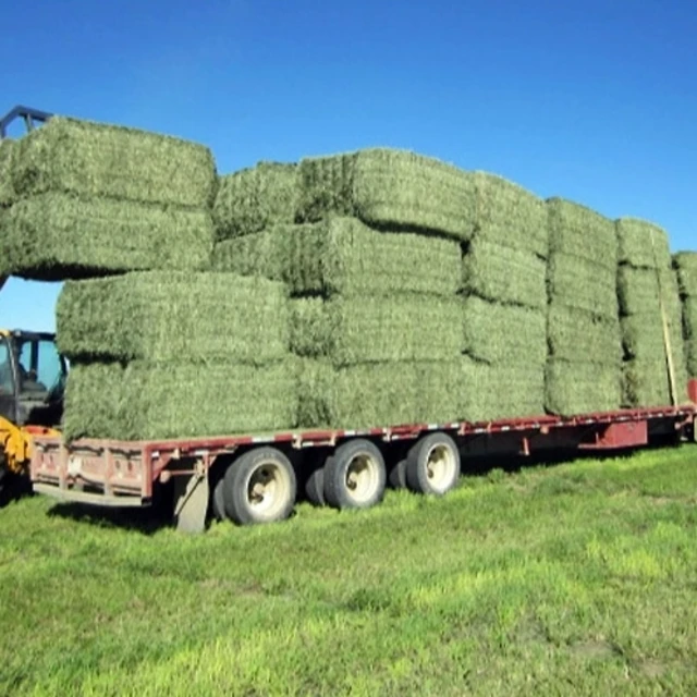 
100% Pure Alfalfa Hay/timothy Hay/lucerne Hay For Animal Feed,Alfalfa Hay For Sale 