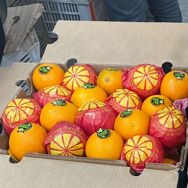 Egyptian Skinned  Valencia orange Style Organic Color Weight Origin Type Grade Product ISO Fresh Fruit Place Model Citrus Gram