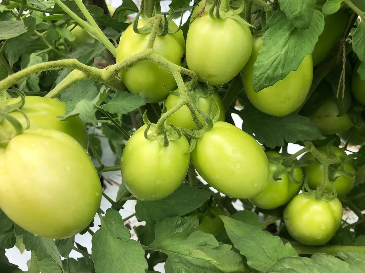 
2021 HIGH YEILDING HYBRID TOMATO SEEDS 3030 FOR PLANTATION SQUARISH ROUND 10 GMS BAG 