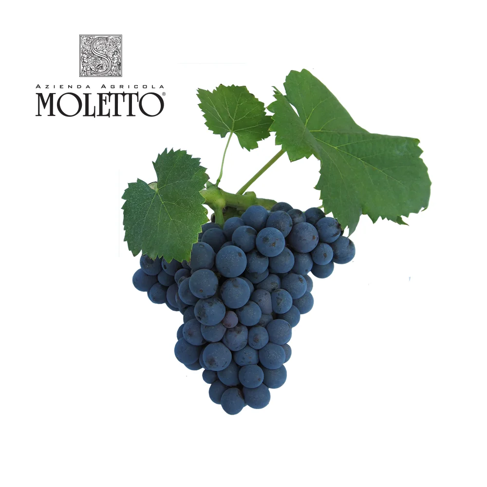 Розовое блестящее вино Glisy из Италии Венето производство винограда тайроссо