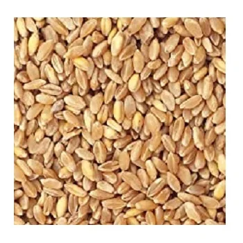 HIGH QUALITY, DURUM WHEAT