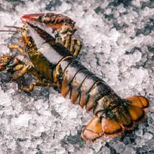 LIVE LOBSTER FRESH FROZEN AVAILABLE FOR EXPORTATION
