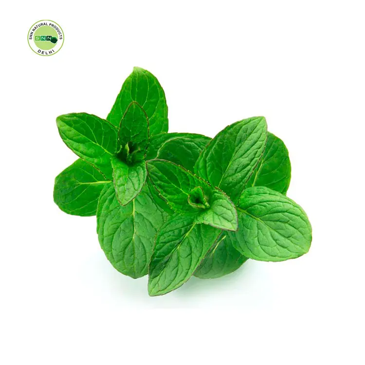 Bulk Oil of 100% Pure Therapeutic Grade Oregano Oil Carvacrol For Body Massage and Care By Leading Supplier