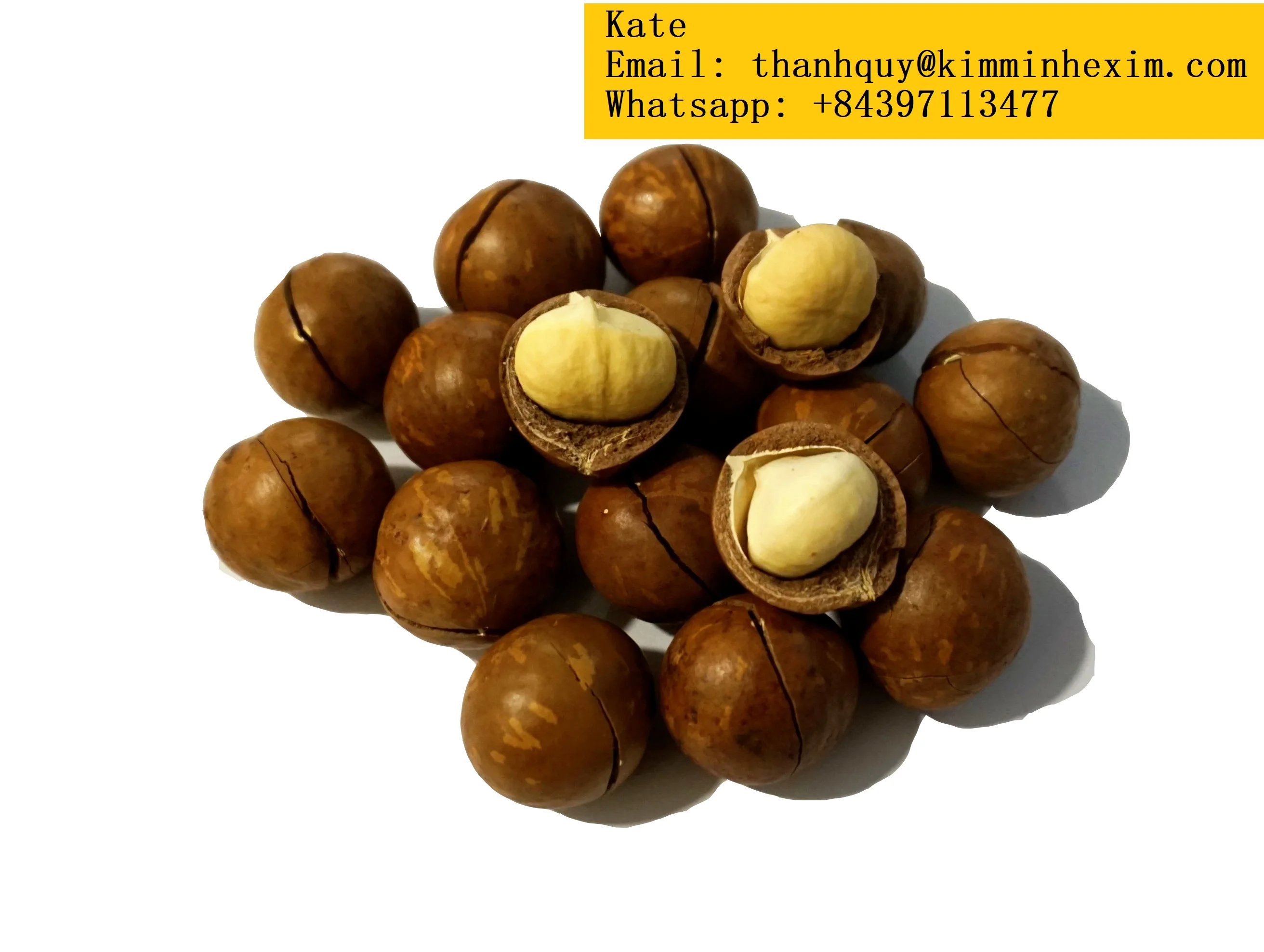  Rich in nutritional value delicious macadamia nuts origin Vietnam