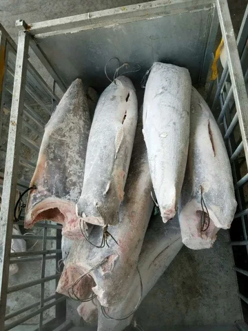 High Quality Frozen Seafood Swordfish For Sale