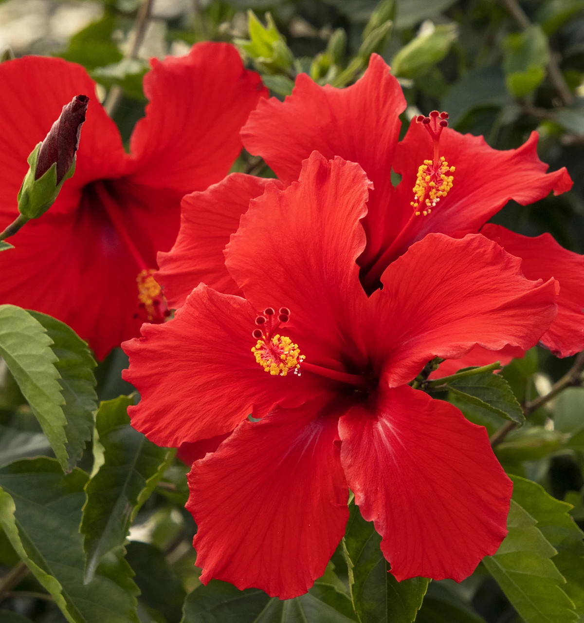 Cheapest Famous Fast Acting Popular Organic Real Triple Shifted Hibiscus Powder Flower Extract Fine Powder 100% Organic Herbal