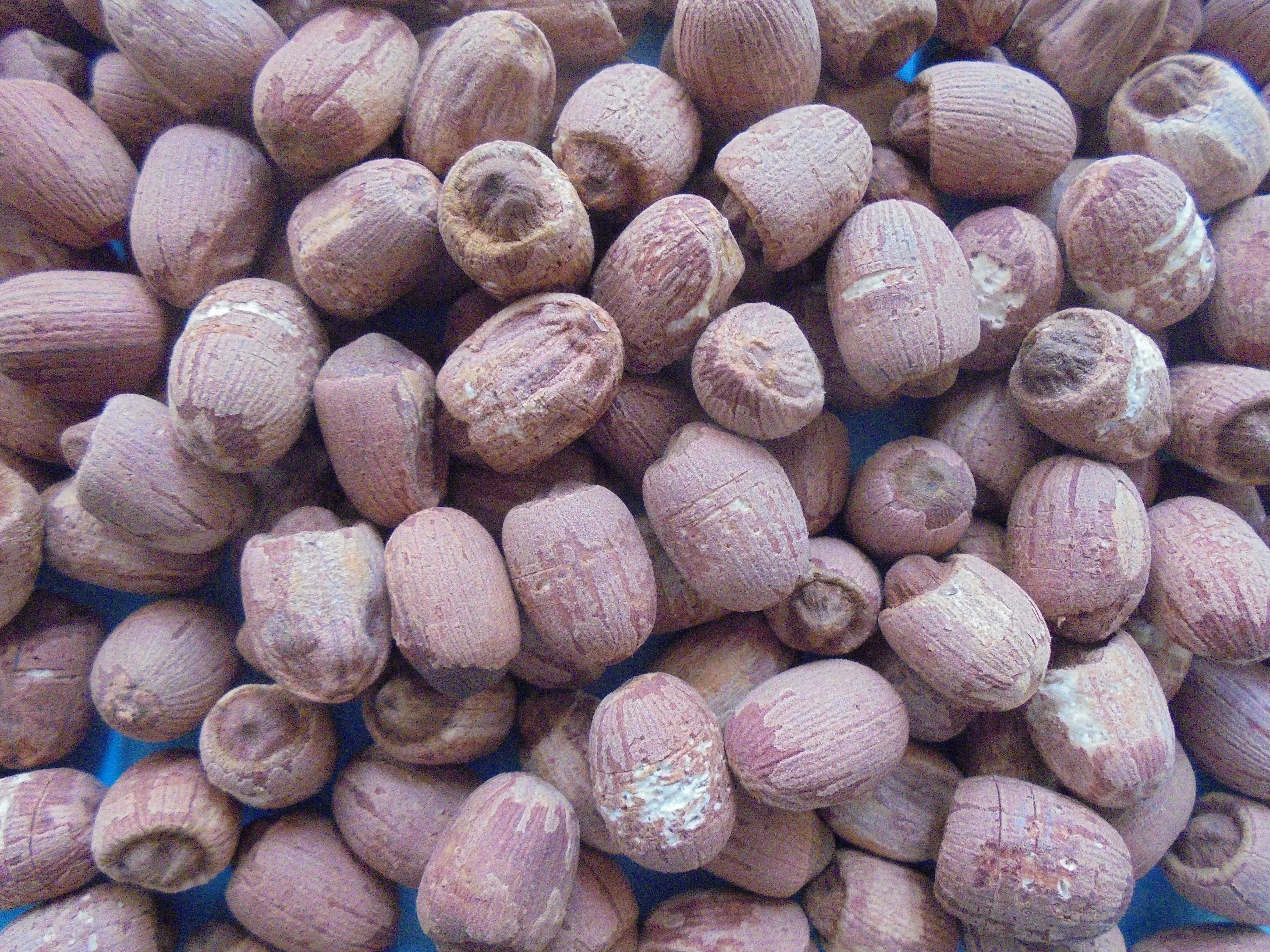 Сушеные Семена Красного лотоса с зеленым сердечником для традиционной