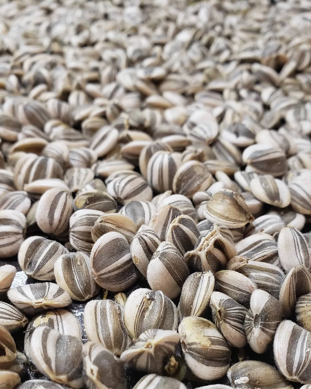 Экспорт семян подсолнечника высокого качества, 5009 семян подсолнечника