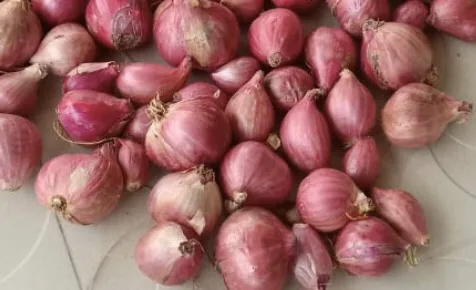 
Fresh red Onion/fresh shallots with top quality in Vietnam_Vikafoods (+84983028718) 