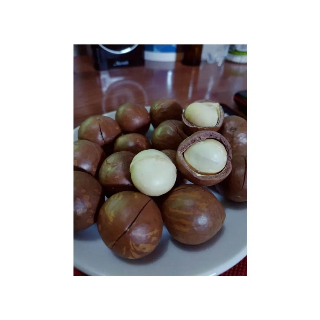 Top Sale Macadamia Nuts Roasted Shell Made in Vietnam 2021