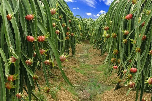 New crop good fresh dragon fruit white / red flesh  high quality from Viet Nam