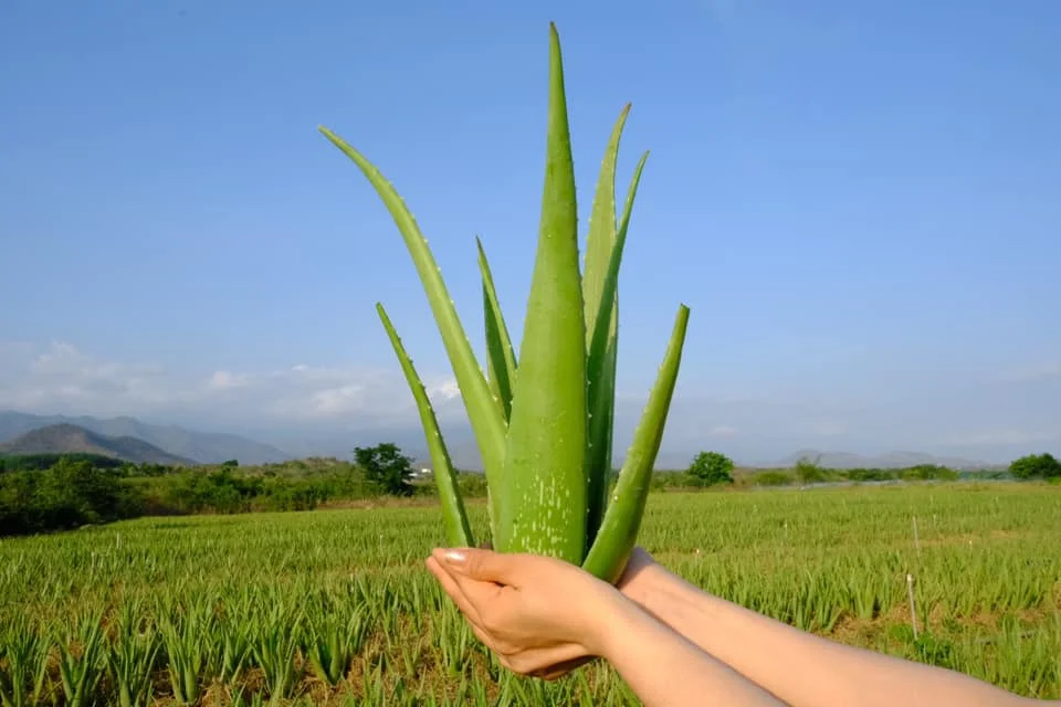 (GCFOOD) Aloe Vera Dice 100% mature  aloe vera plant from Vietnam with best price for wholesale