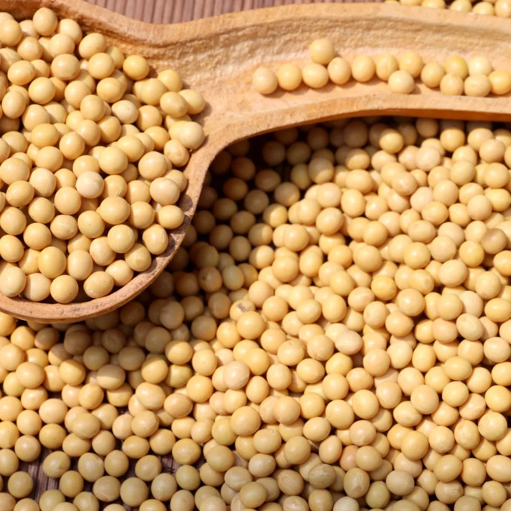 Gmo Dried Soy Beans SoyaBeans Organic SoyBeans Premium Non GMO Soybeans and Soya Beans / Soy Bean for sale
