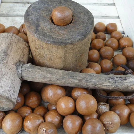 
Best High Quality Macadamia 