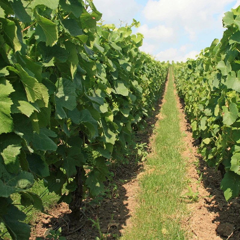 Красное вино Langhe DOC Nebbiolo высокое качество Сделано в Италии готов