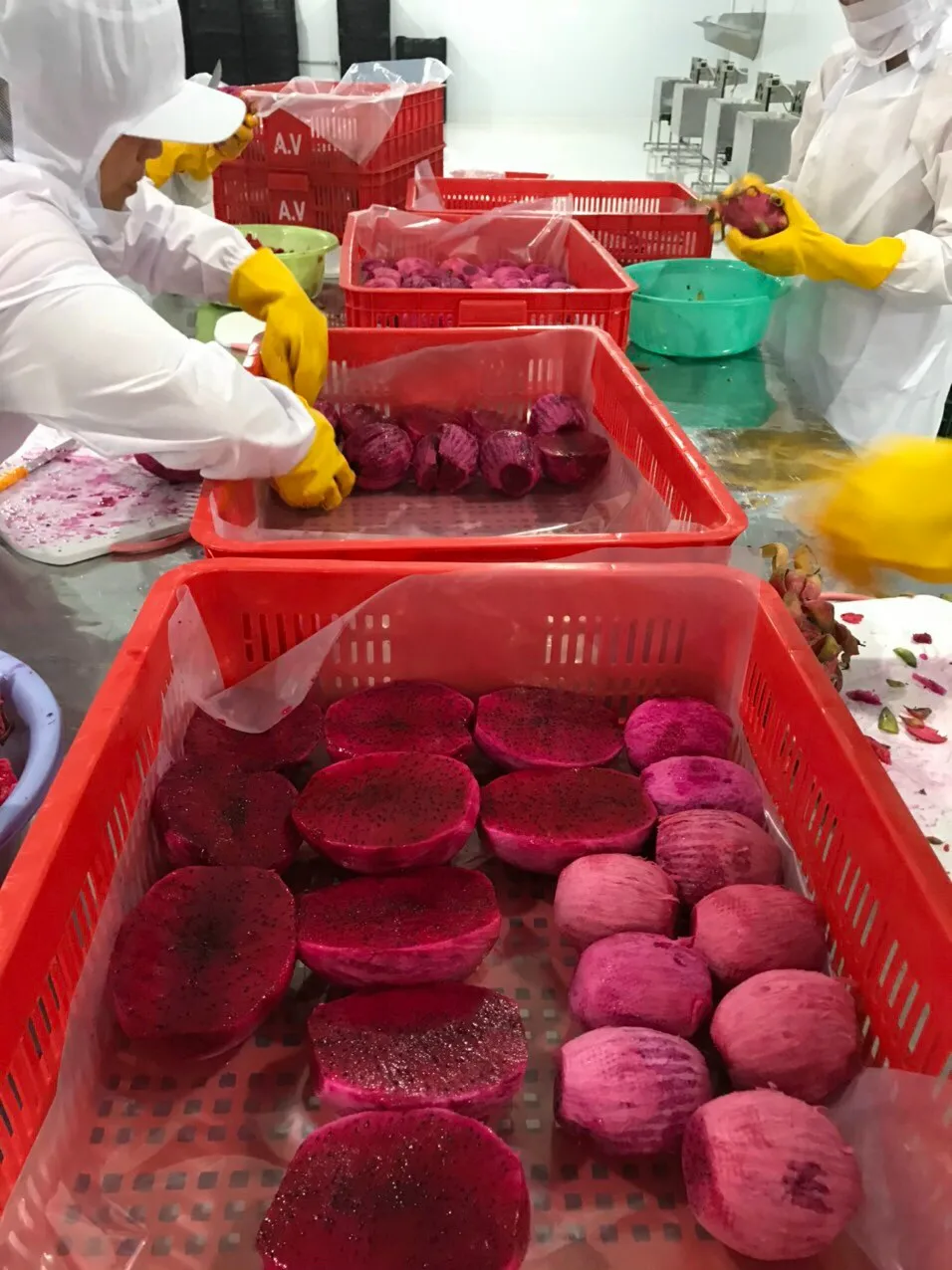 Свежие красные кости из фруктов дракона/оптовая продажа свежих красных костей Pitaya Вьетнам